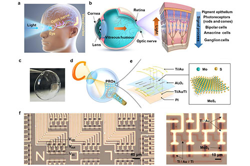 The work on the flexible light-sensitive ring oscillator of artificial retina was reported by Kejiangculture