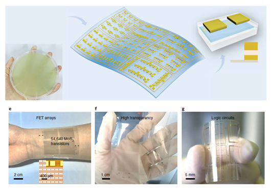 Large-scale flexible and transparent electronics based on monolayer molybdenum disulfide field-effect transistors